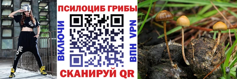 Купить  Рубцовск  Псилоцибиновые грибы Psilocybine cubensis 